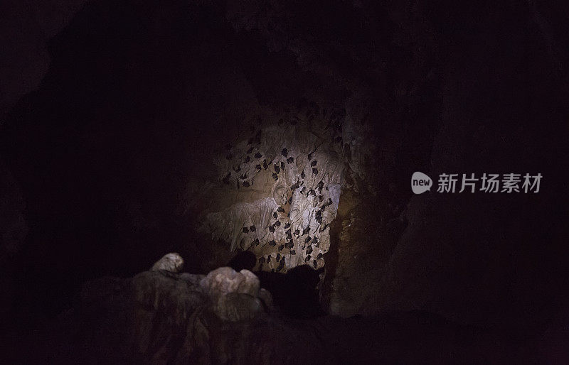 蝙蝠在山洞的墙上
