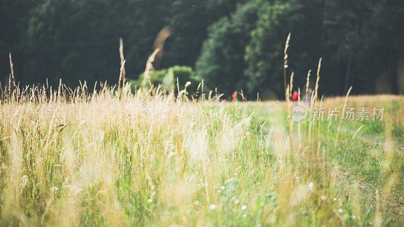夏天草地上的野草