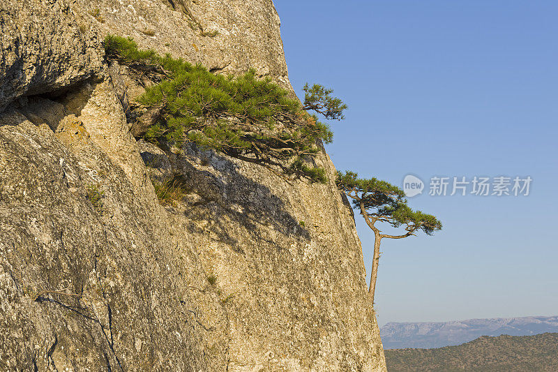 在陡峭的岩石斜坡上的小松树。