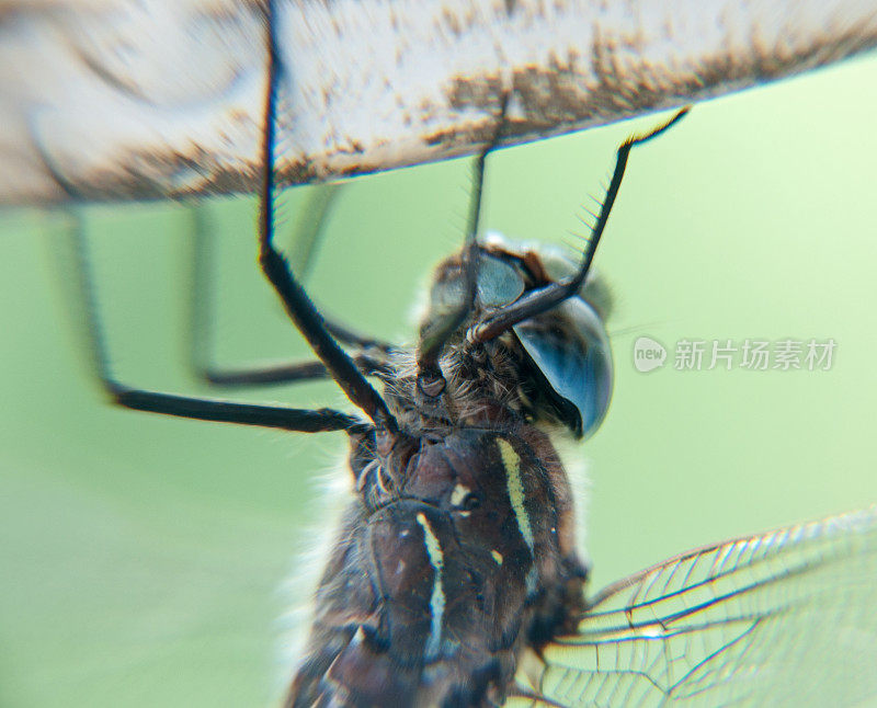 这是一只活生生的成年蜻蜓的特写