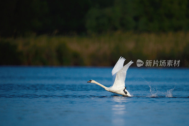湖中的白天鹅