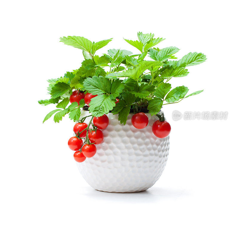 草莓植株与圣女果在小盆上隔离白色。转基因植物的概念。