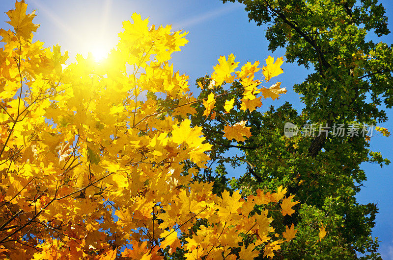 树枝和黄色的秋叶映衬着蓝天和太阳