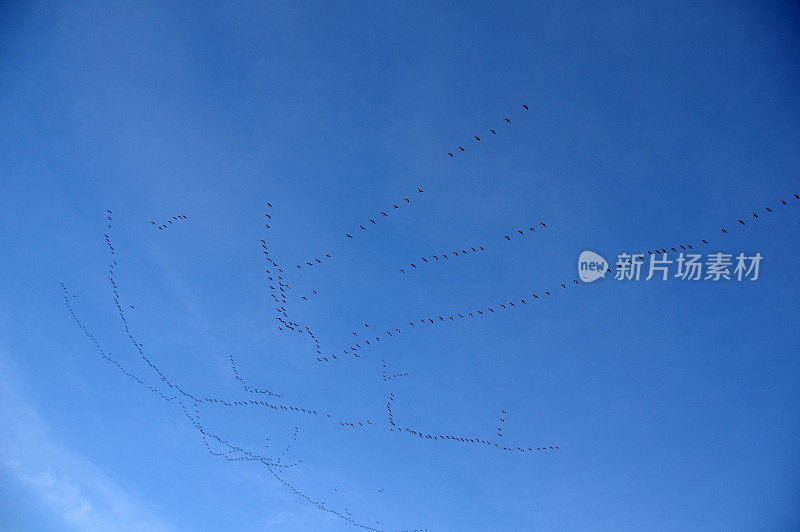 交通起重机鸟