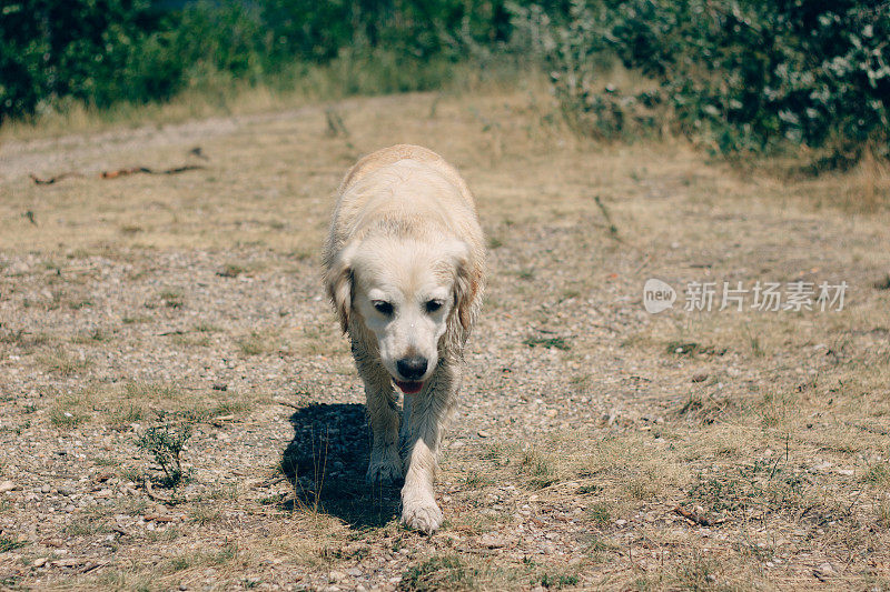 金毛猎犬