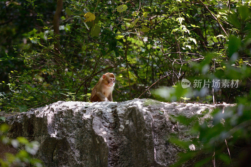 坐在石头上的猴子