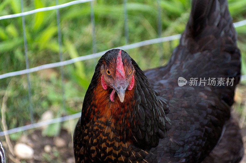 特写的后院鸡新的铁丝网栅栏