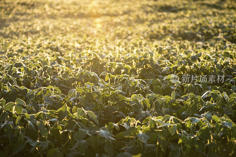 黎明时分的大豆田