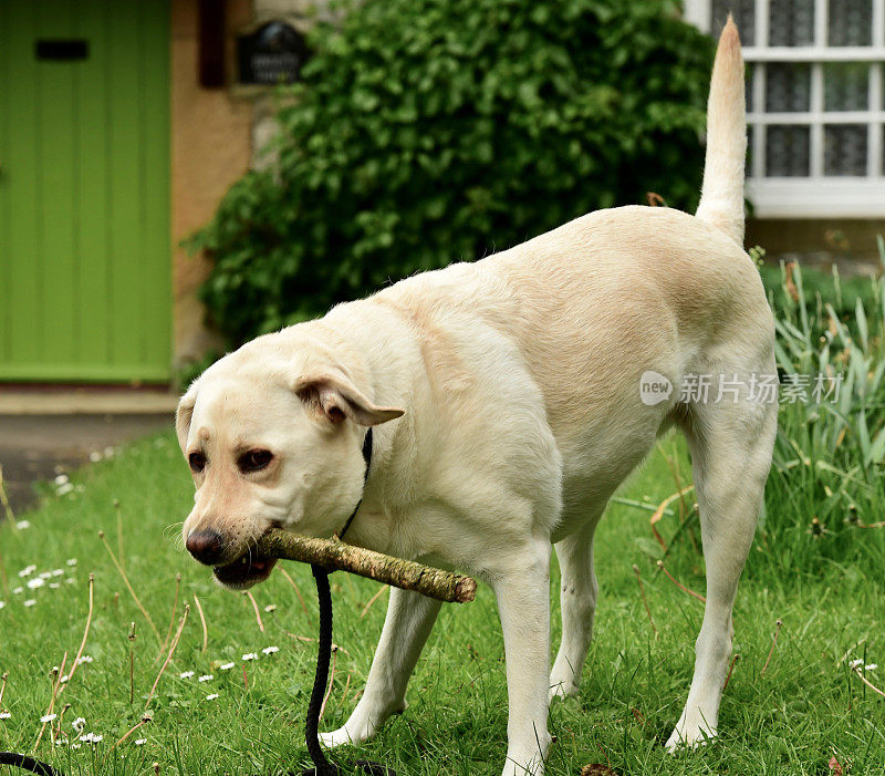 啃着一根棍子的拉布拉多寻回犬