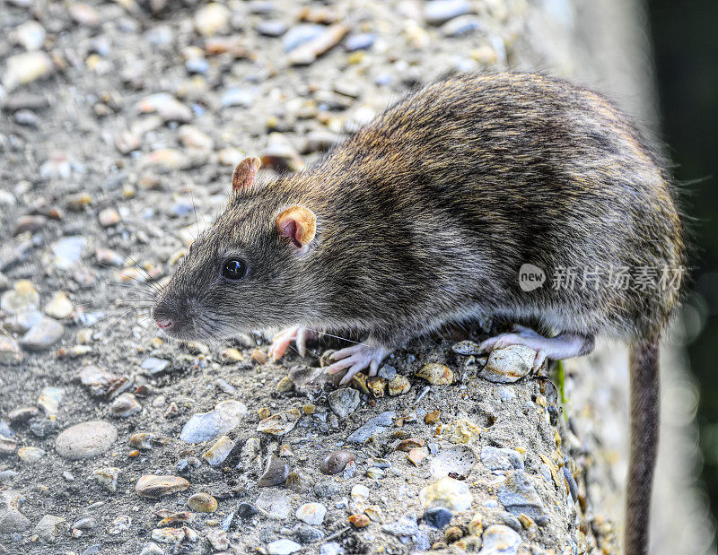 褐鼠褐家鼠尾巴悬在水泥墙外