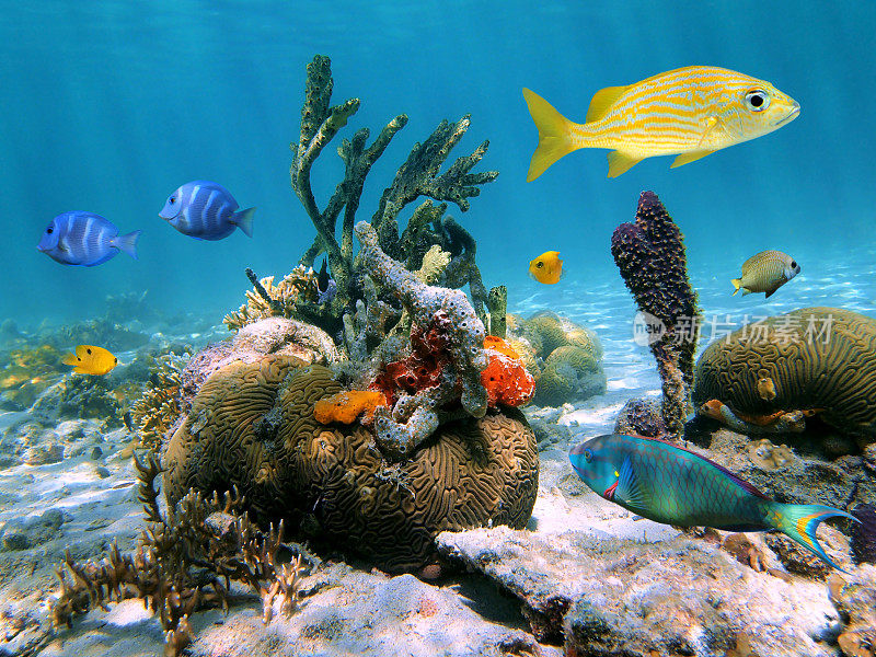 水下海洋生物