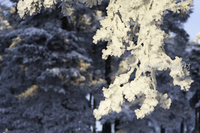 雪和霜覆盖着松树