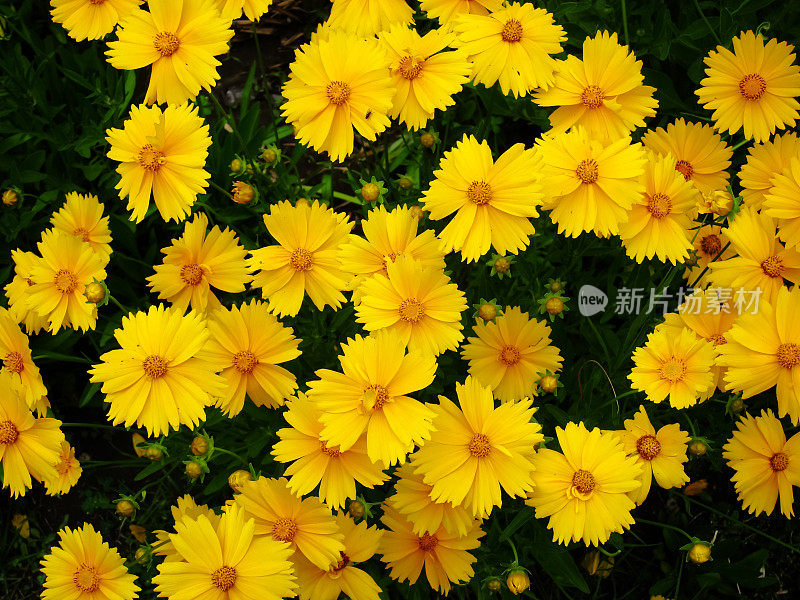 花坛中鹅毛菊的黄色花。变形
