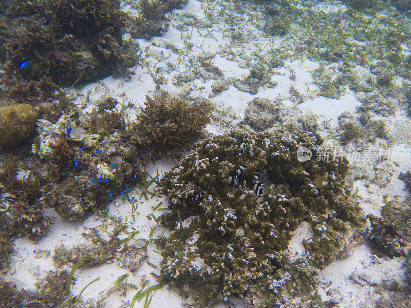 Dascillus殖民地在珊瑚。热带海岸水下照片。