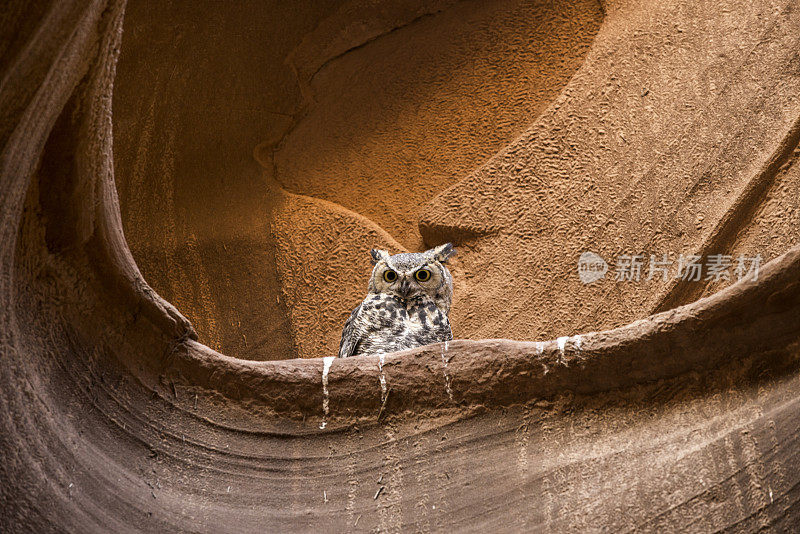 大角鸮，猫头鹰峡谷，亚利桑那州