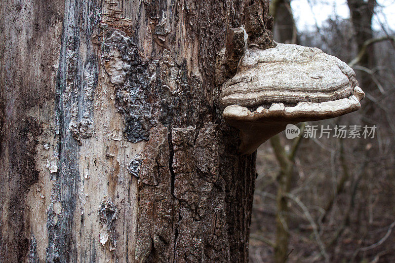 蘑菇火绒真菌