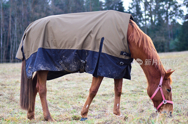 冬天，棕色的马带着马毯在田野上吃草