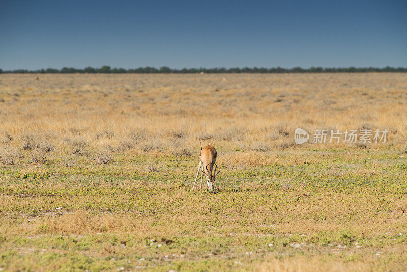 跳羚在纳米比亚面包上吃草。非洲。