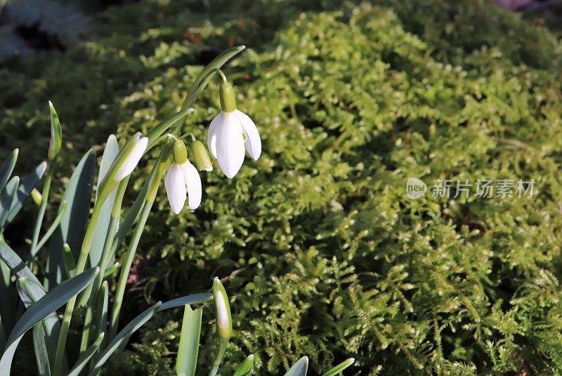 雪花莲在树林里