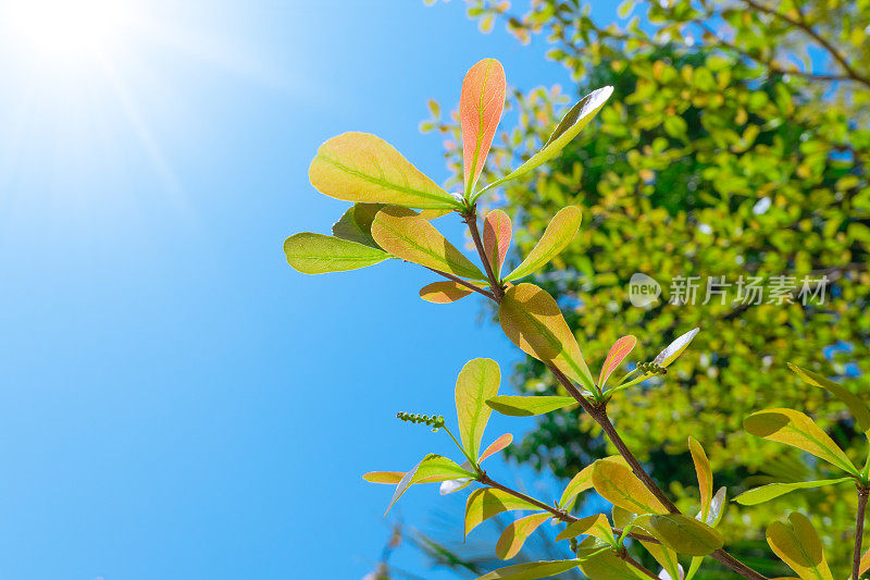 象牙终端的叶子孤立在蓝天夏季太阳背景