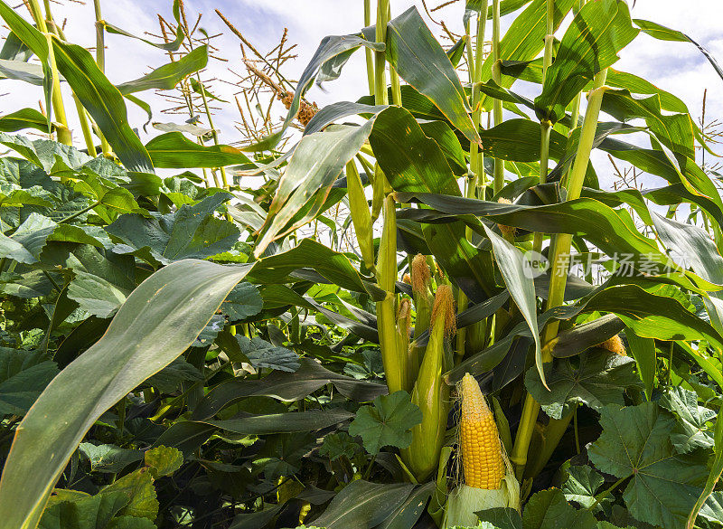 成熟的玉米芯，农业玉米产业的概念