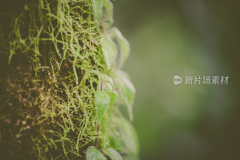 热带雨林植被，Tenorio火山地区，哥斯达黎加