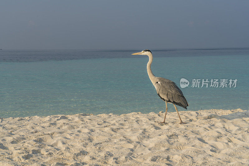 沙滩上的大蓝鹭