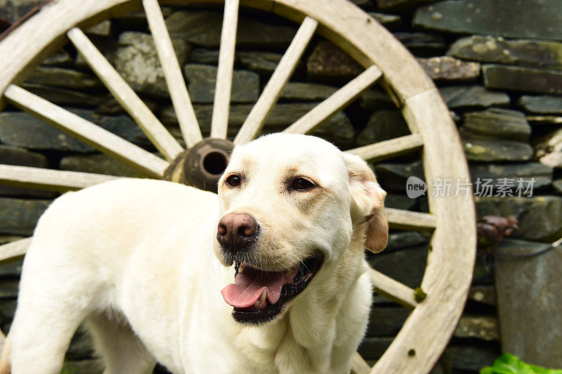 拉布拉多寻回犬和一个马车轮子