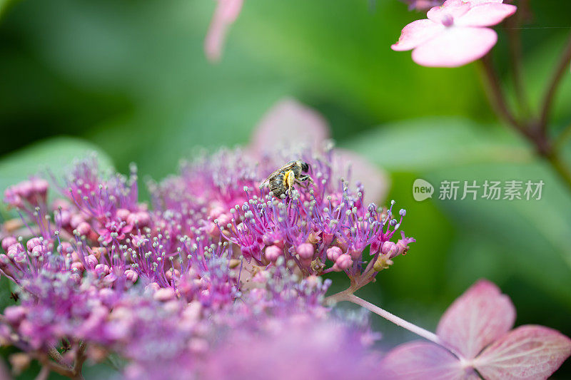 粉红色的绣球花