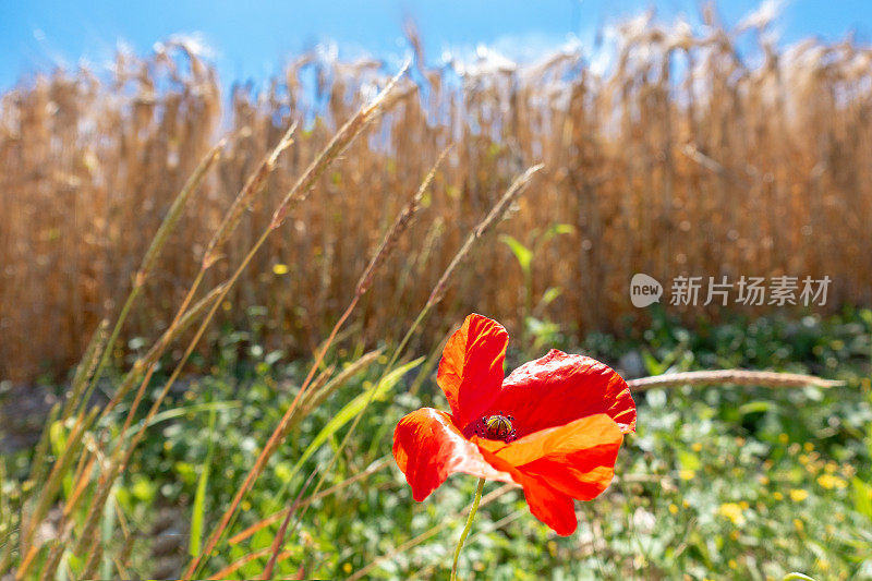 凡尔登附近法国金色麦田里阳光明媚的罂粟花