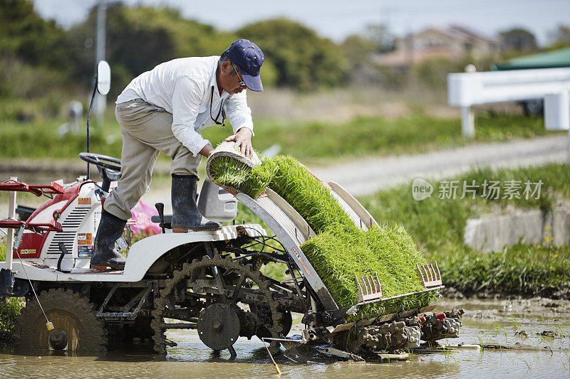 男人在种植水稻。