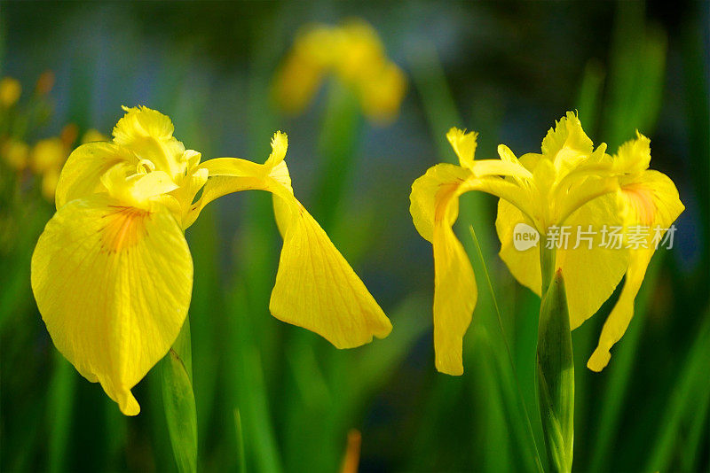 池塘里的黄蝴蝶花