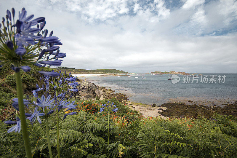 锡利群岛的Agapanthus