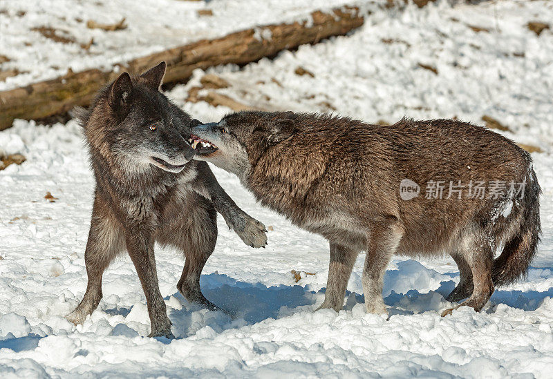 两只黑色的加拿大木狼在冬天