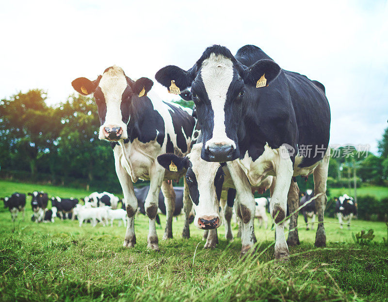 华丽的牛没有乳房