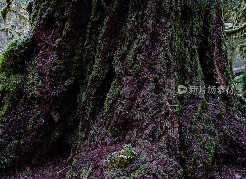 (Hoh雨林