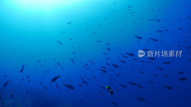 加拉帕戈斯群岛，国王天使鱼和太平洋克里奥尔鱼在海底成群游动