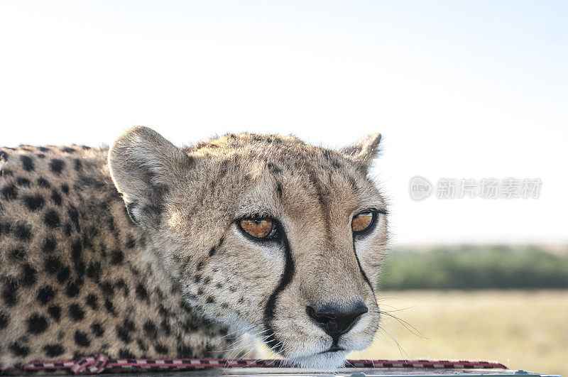 野生猎豹坐在Safari车顶的特写