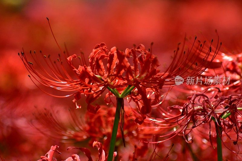 蜘蛛百合花，日高市，日本