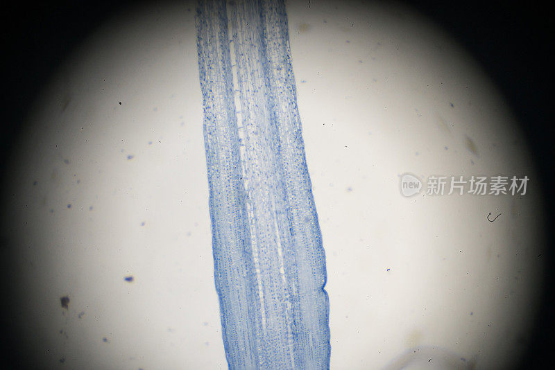 在光镜下观察玉米根