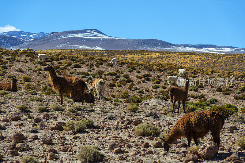 大羊驼放牧-阿塔卡马地区-安第斯山脉-景观-高山