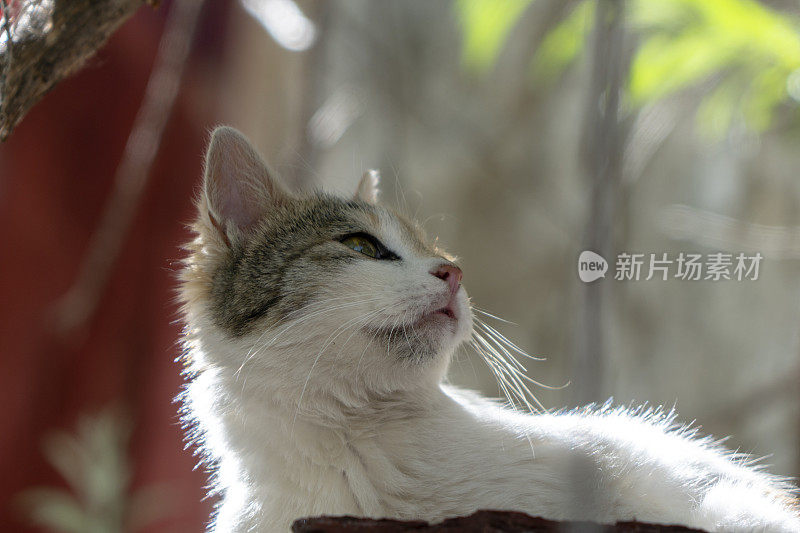 在阳光下回头看的猫