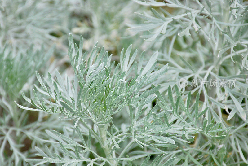 蒿草植物特写自然背景