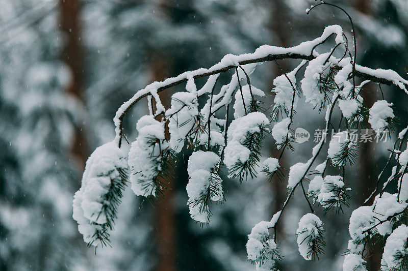 神奇的雪覆盖了树木。美丽的冬天的风景