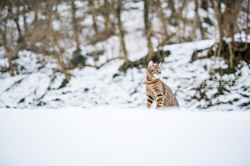 大自然中下雪天的小条纹猫。