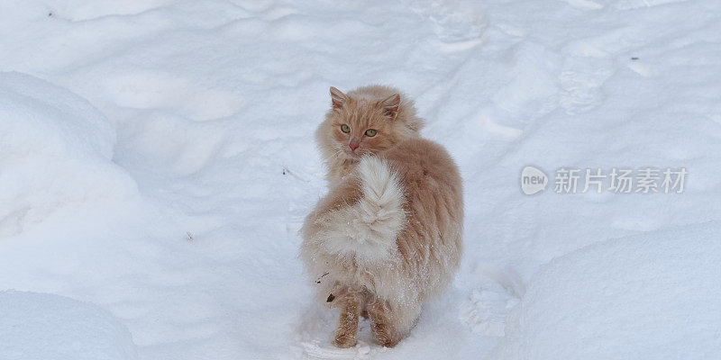 雪地里毛茸茸的姜猫
