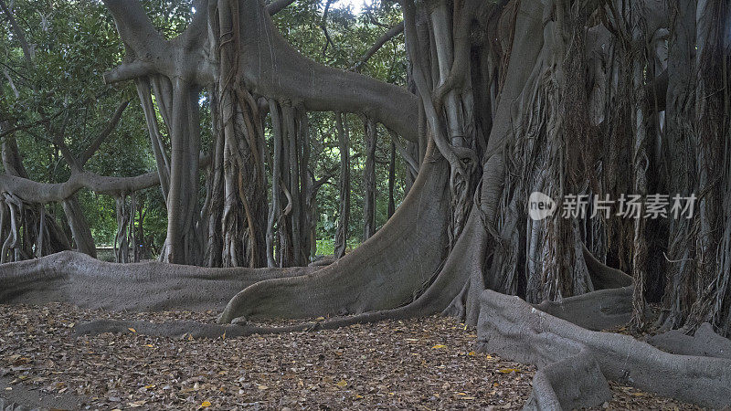 巨大的榕树在巴勒莫的植物园