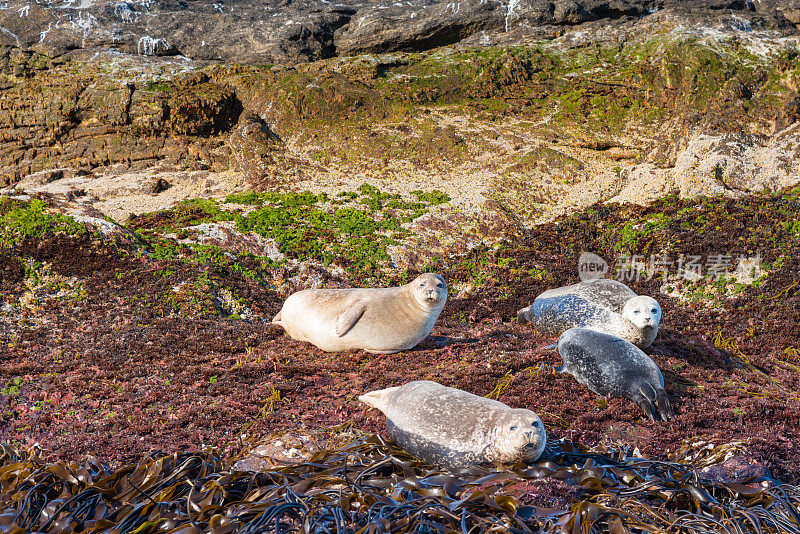 挪威罗浮敦的海滩上，海豹在夏天休息