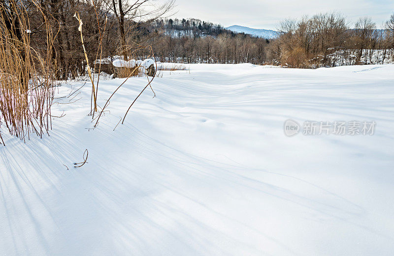 雪地里的树