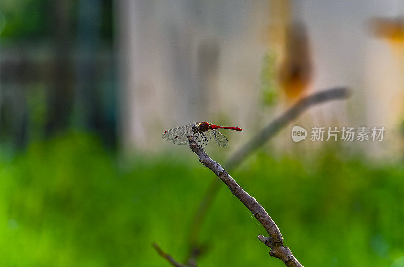 红蜻蜓图片美丽的蜻蜓图片